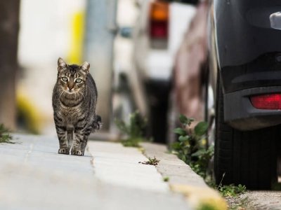 Virbac - Abbandono estivo di cani e gatti