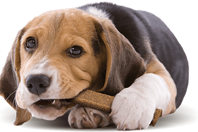 veggiedent-fresh-dog