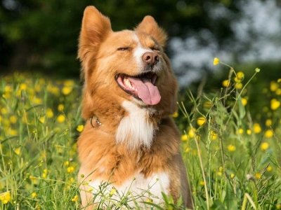 Filaria_cane_1350x675 (1)