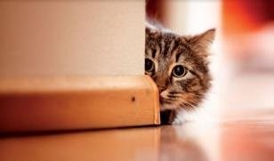 Immagine1-resize308x181