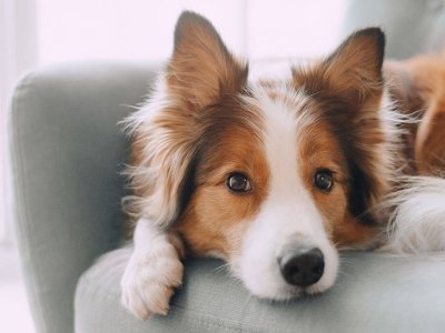 cane-continua-a-scappare