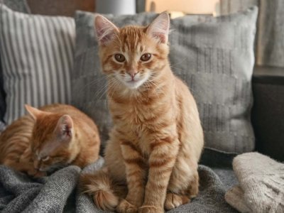 tenia-del-gatto-parassiti-felini-1350x675