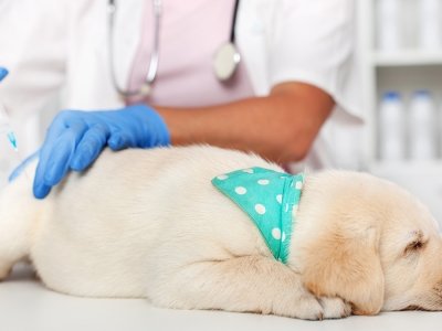 virbac-vaccino-antirabbica