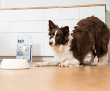 Cane obeso o in sovrappeso-3