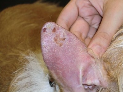 copyrights_Carlos-Vich www.dermovet.com_1.jpg