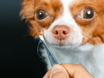 zecche-cane-protezione-malattia-lyme1350x675_02