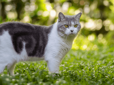 parassiti-gatto-protezione-antiparassitari-1350x675_01