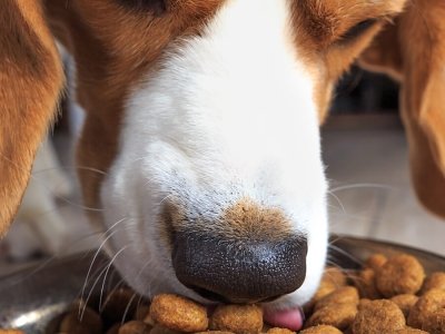 svezzamento-cucciolo-di-cane