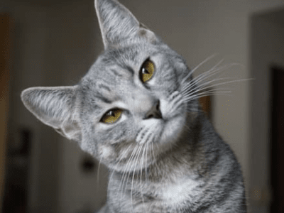 Come prendersi cura di un gatto anziano