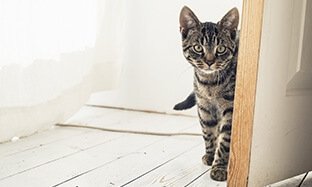 Virbac-gatto-stressato