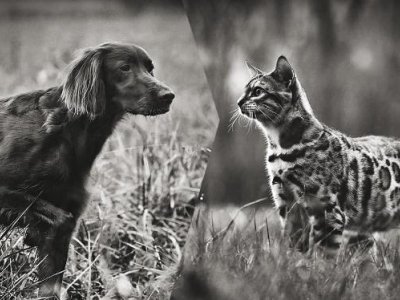 Shop online vet hpm cani gatti