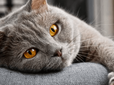 Come prendersi cura di un gatto anziano-2