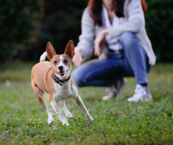Cane obeso o in sovrappeso-2