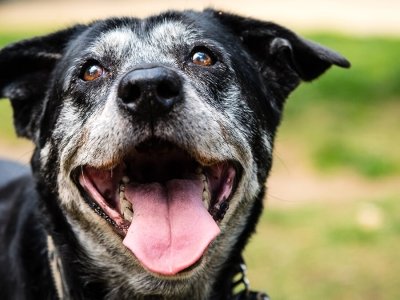 cosa-mangiano-i-cani-anziani