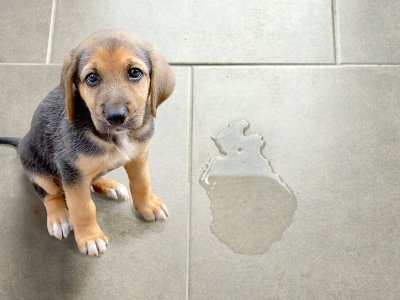 cane-maschio-urina-ovunque