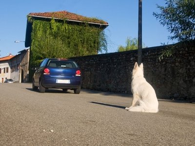 Virbac - Incidenti causa cani randagi