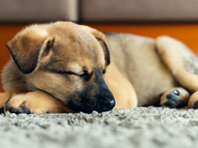 flgVZJQNFuxPzQSa07LG--4--s5vz5