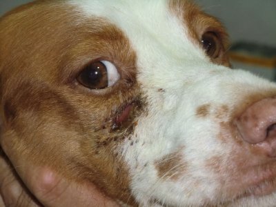 copyrights_Carlos-Vich www.dermovet.com_2.jpg