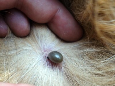 Virbac-zecche-parassiti