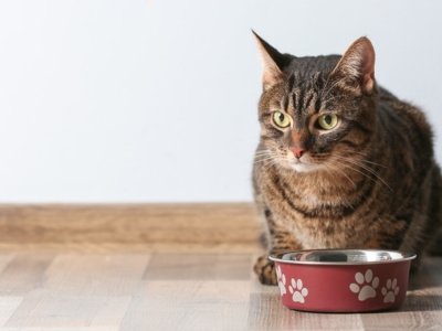 come-capire-se-sto-alimentando-correttamente-il-mio-gatto