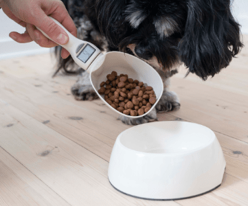 Cane obeso o in sovrappeso-1