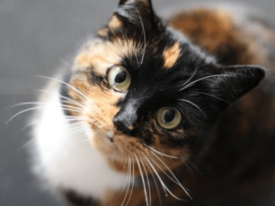 Come prendersi cura di un gatto anziano-1