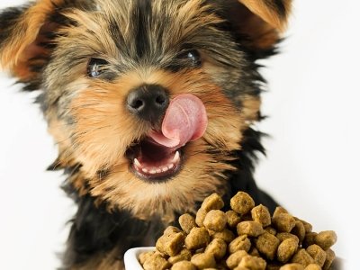 cosa-mangiano-i-cuccioli