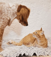 Dog and cat_looking at each other_indoor_alone_advice