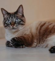 Cat_lying_indoor_alone_advice