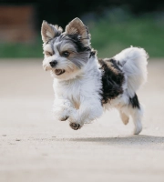 Dog_small dog running and jumping_outdoor_alone_advice
