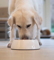 Dog_Labrador eating_indoor_alone_advice