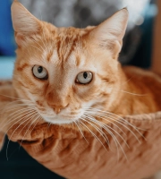 Cat_senior cat looking at the camera, lying in his bed_indoor_alone_advice