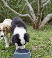 Puppies_one puppy eating and the other one standing_outdoor_alone_advice