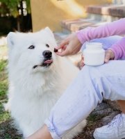 White fluffy dog being given a treat by a person sitting on outdoor steps holding a supplement jar.