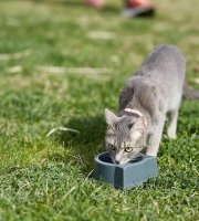 Gray cat drinking water from a bowl on green grass outdoors.